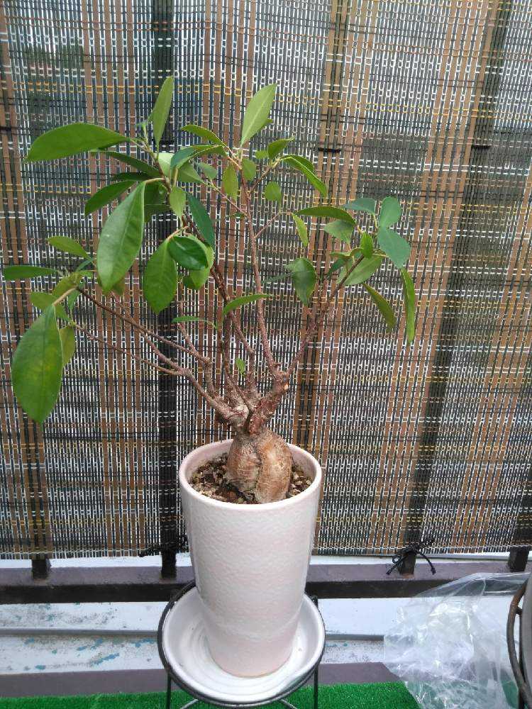 ガジュマルの育成記録｜🍀GreenSnap（グリーンスナップ）