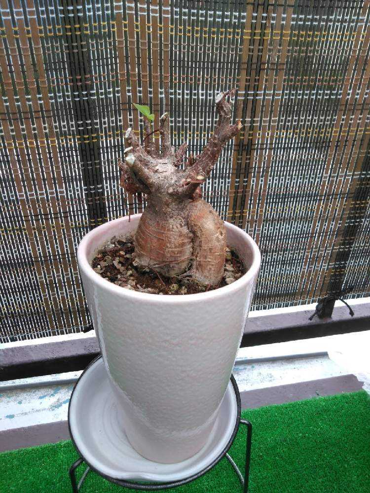 ガジュマルの育成記録｜🍀GreenSnap（グリーンスナップ）