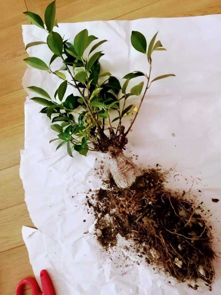 ガジュマルの育成記録｜🍀GreenSnap（グリーンスナップ）