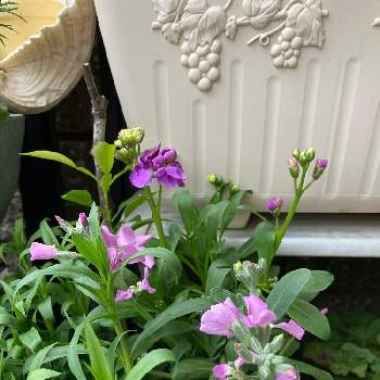 一重ストックの投稿画像一覧 Greensnap グリーンスナップ