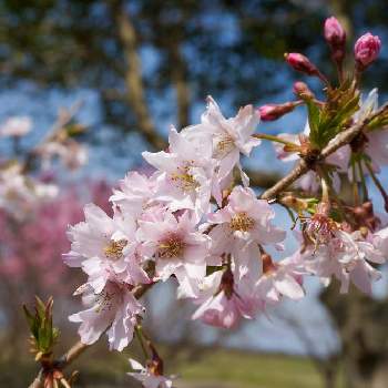 十月桜（ジュウガツザクラ）の画像 by Reiさん | 広い庭と十月桜（ジュウガツザクラ）と満開と春の庭と『2021桜』フォトコンテストと庭の様子