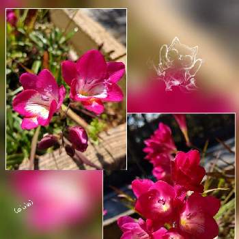 公園で見つけたの画像 by ユミティさん | お出かけ先とフリージアと赤い色のお花と赤いお花と公園で見つけたとピンクのお花と赤い花とピンク色の花と公園の花