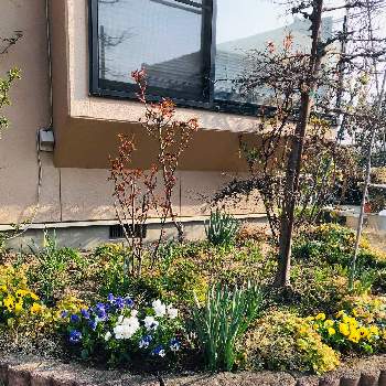パンジーの寄せ植えの画像 by たかちゃんさん | 小さな庭と黄色の花と春が来た❣️とパンジーの寄せ植えと出窓の下の花壇