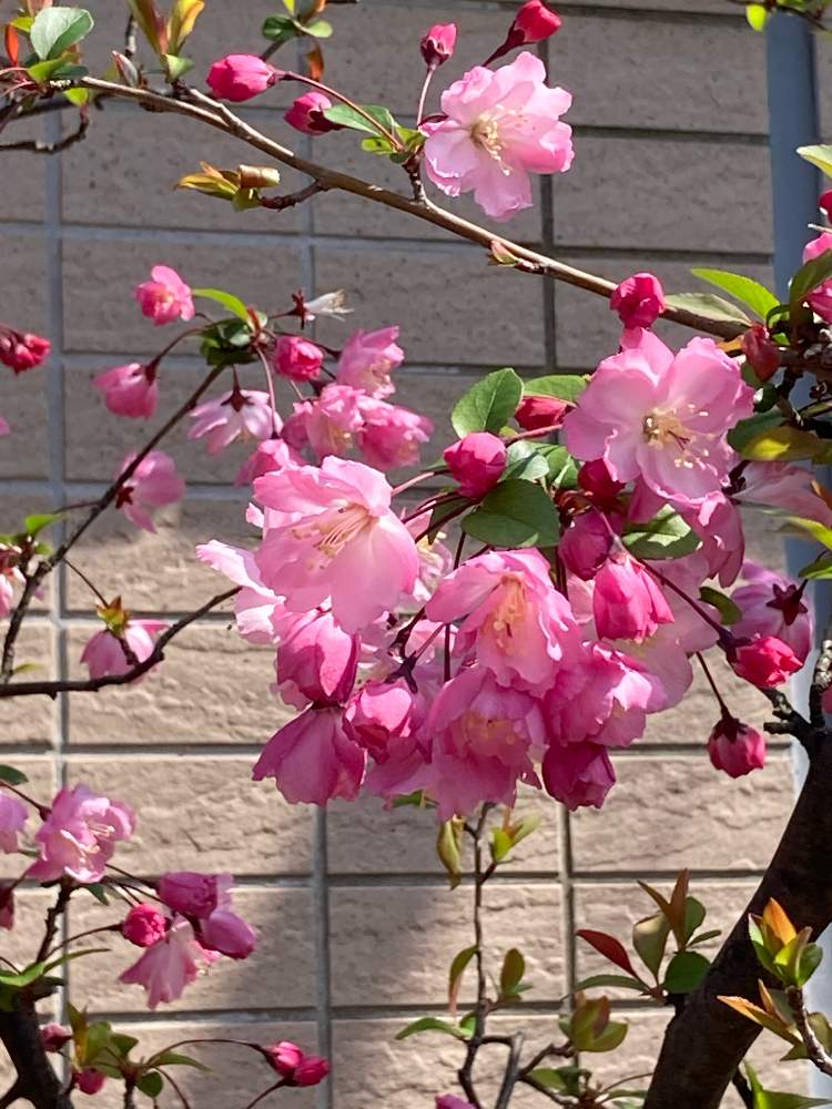 カイドウの投稿画像 By Manabeさん ハナカイドウ 花海棠 とお出かけ先とピンクのお花とバラ科とご近所さんの庭先とバラ科リンゴ属とピンクのお花とバラ科とご近所さんの庭先とバラ科リンゴ属 21月3月26日 Greensnap グリーンスナップ Greensnap グリーン