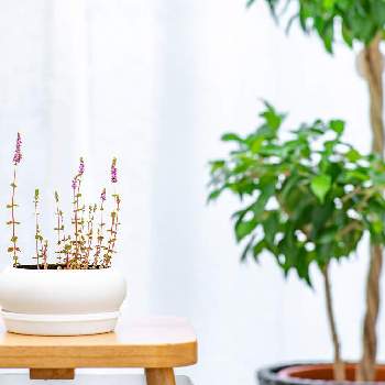 ロタラ Sp Hraの投稿画像一覧 Greensnap グリーンスナップ