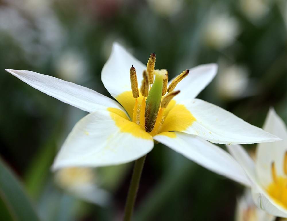 チューリップの投稿画像 By Hiroshiさん 原種系チューリップ トルケスタニカと原種チューリップと春のお花とユリ科とときわ公園とときわミュージアムと白い花 21月3月26日 Greensnap グリーンスナップ