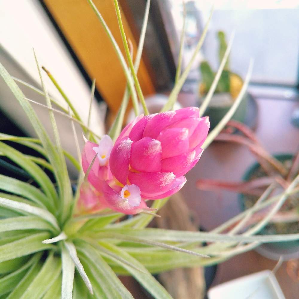 チランジアの投稿画像 By もからさん コットンキャンディとエアプランツとソーキング 21月3月26日 Greensnap グリーンスナップ