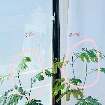 エバーフレッシュの投稿画像一覧 Greensnap グリーンスナップ