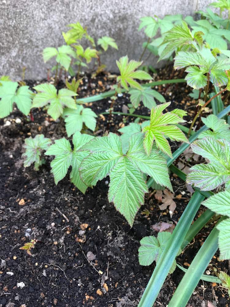 篠さんさんの投稿画像 21月3月26日 Greensnap グリーンスナップ