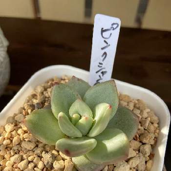 エケベリア ピンクシャンペンの投稿画像一覧 Greensnap グリーンスナップ