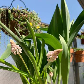 ムスカリ ピンクサンライズの投稿画像一覧 Greensnap グリーンスナップ