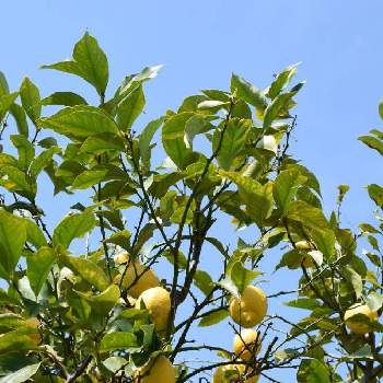 レモンの木の投稿画像一覧 Greensnap グリーンスナップ