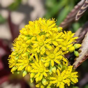 黄色い小花の投稿画像一覧 Greensnap グリーンスナップ