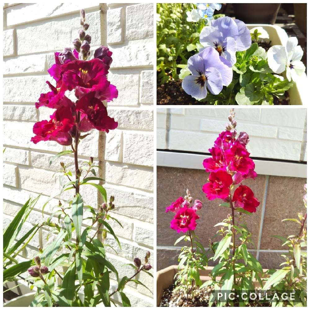 キンギョソウの投稿画像 By ゆこけんさん ビオラと挿し芽とこぼれ種 21月3月26日 Greensnap グリーンスナップ