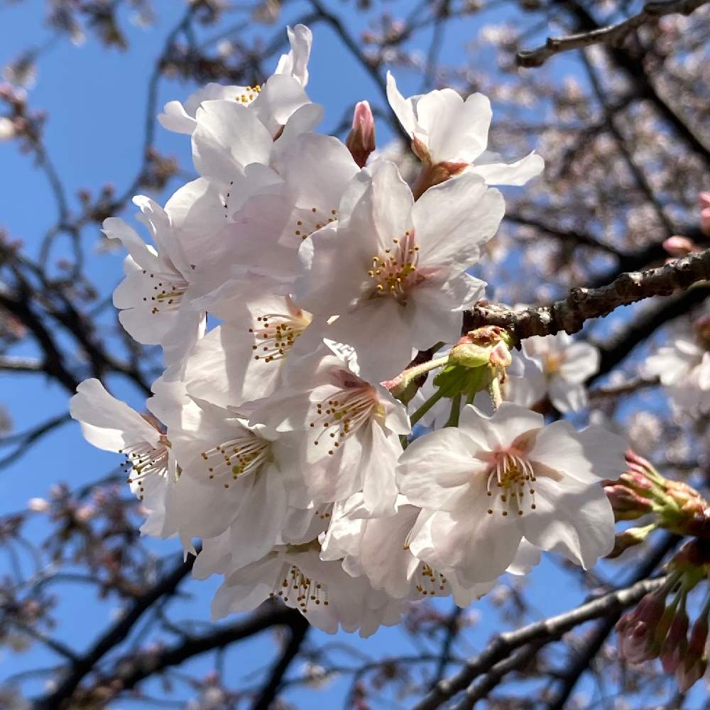 横浜散歩の投稿画像 By てるてる坊主さん Gs映えとgs日和とさくら 桜 サクラと元気もらえると花のある暮らしとかわいいと日本を元気に 21月3月26日 Greensnap グリーンスナップ