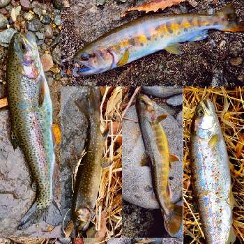 アマゴ の投稿画像一覧 Greensnap グリーンスナップ