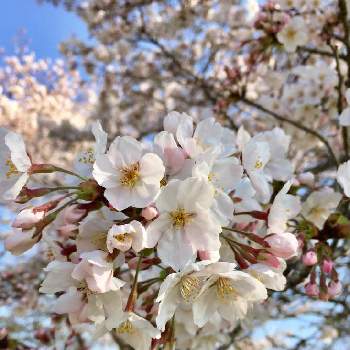 川沿いの桜並木の画像 by sunhopeさん | お出かけ先とソメイヨシノと川沿いの桜並木と春の風景と花木と季節の花と『2021桜』フォトコンテスト