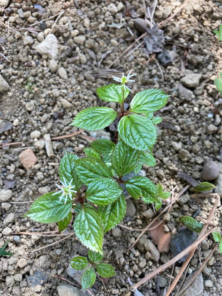 ヒトリシズカの投稿画像 By カニさんさん 21月3月26日 Greensnap グリーンスナップ