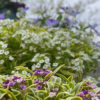 紫好きの画像 by ちょこっちさん | 小さな庭とガーデニングと小花と紫好きとアリッサムハッピーポンポン♪