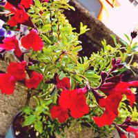 チェリーセージ,チェリーセージ ダークレッド,四季咲き,花のある暮らし,鮮やかな赤の画像