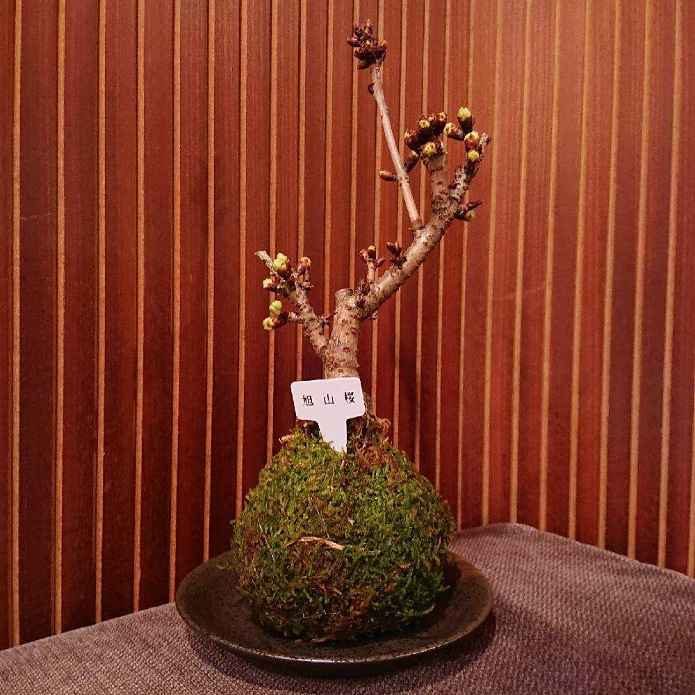 苔玉の桜の成長過程 Greensnap グリーンスナップ