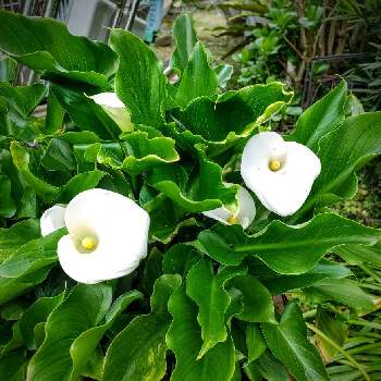 阿蘭陀海芋