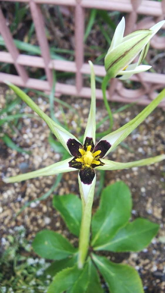 アッツ桜 かお様確認用 Blog Ricecracker Net