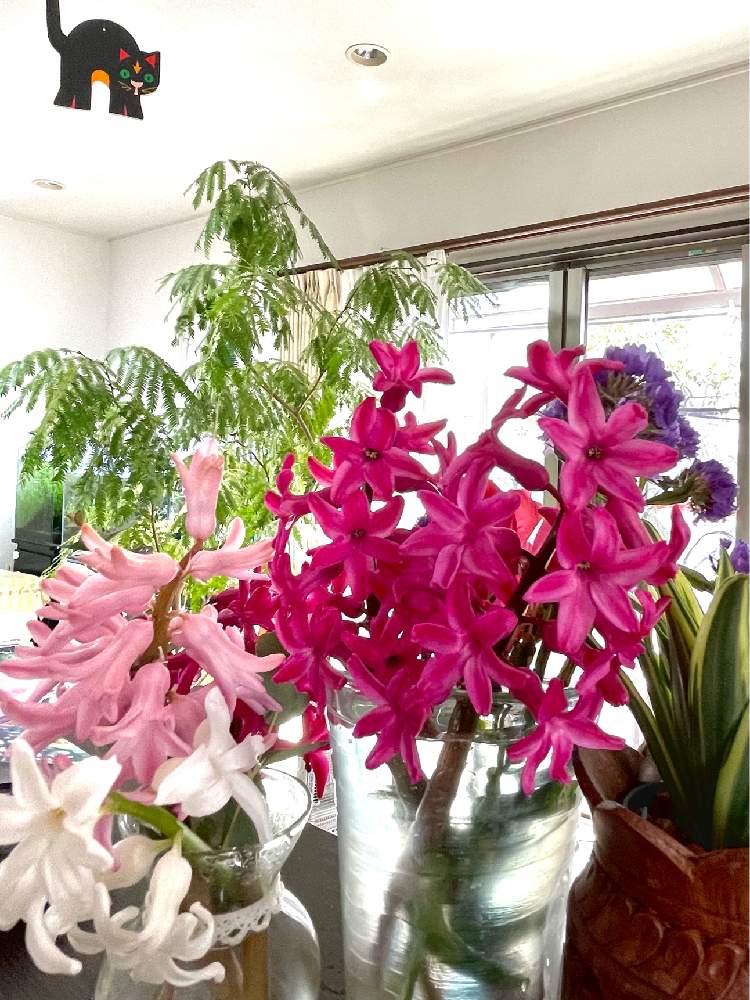 ヒアシンスの投稿画像 By ねんころさん エバーフレッシュとモビールのニャンコとピンク と地植えのヒヤシンスとおうち園芸とまったり時間 21月3月26日 Greensnap グリーンスナップ