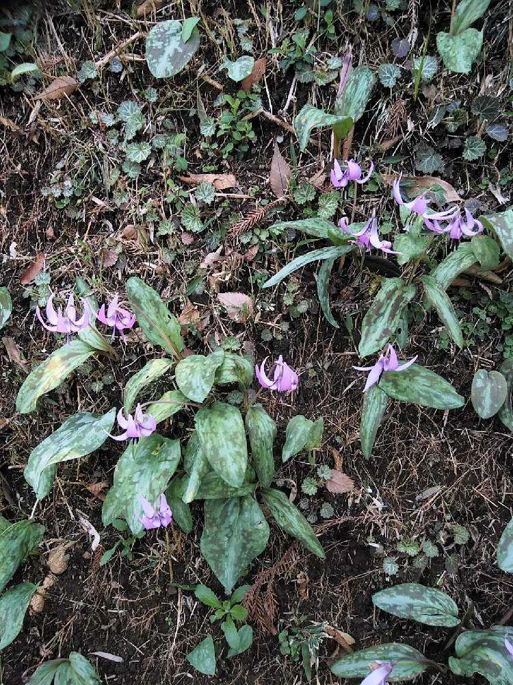 カタクリの里 千葉県柏市 を訪れる Greensnap グリーンスナップ