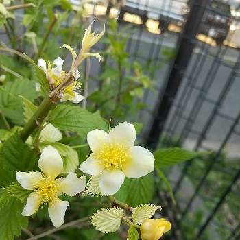 シュウメイギク 秋明菊 の育て方 植え付け時期や栽培適所は Greensnap グリーンスナップ