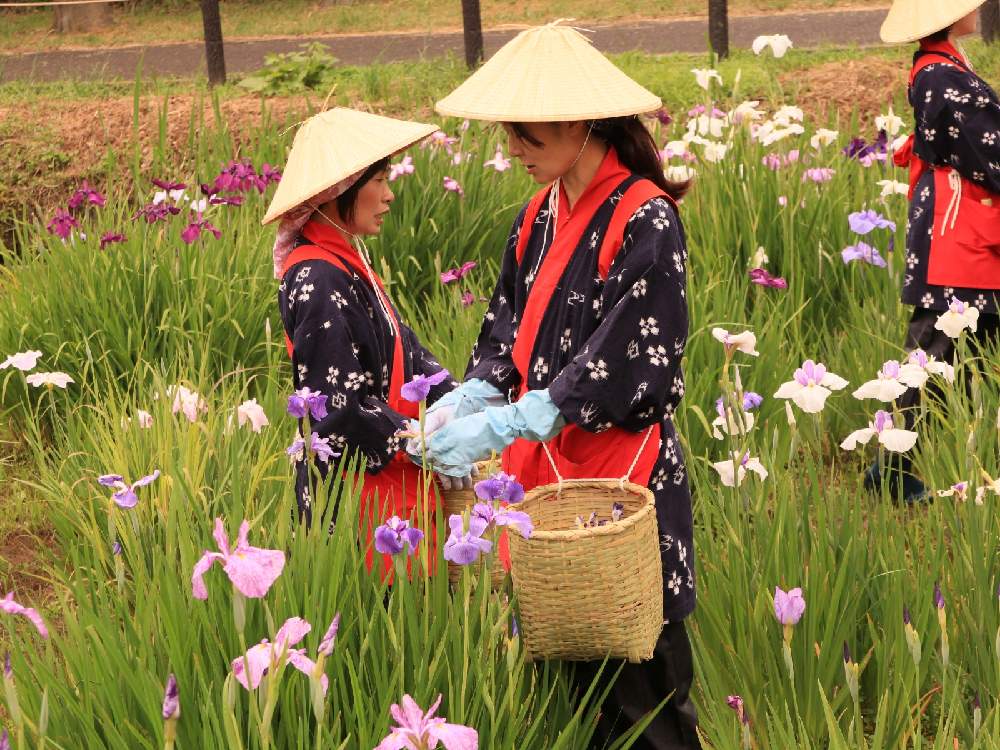 ハナショウブの投稿画像 By やまちゃん 旅 さん 今日のお花と水元公園と花柄摘みとお出かけ先と今日のお花と水元公園と花柄摘み 21月3月26日 Greensnap グリーンスナップ Greensnap グリーンスナップ