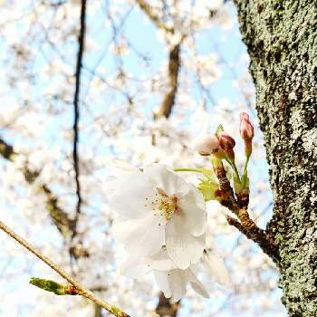 弥生の一枚の画像 by このはなこゆきさん | お出かけ先と弥生の一枚と今日の一枚と桜さくらサクラと馴染みの公園と花のある暮らしと『2021桜』フォトコンテスト