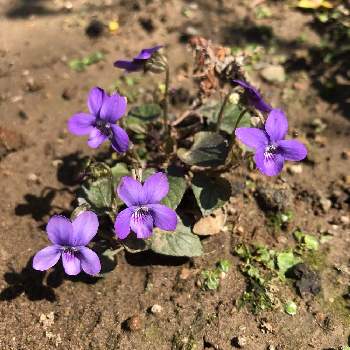 紫花の投稿画像一覧 Greensnap グリーンスナップ