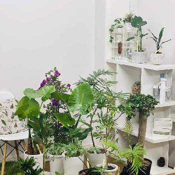 リュウビンタイの育て方 植え付けや水やり方法は 枯れる原因はなに Greensnap グリーンスナップ