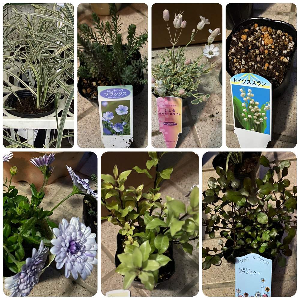 シレネの投稿画像 By ぴちぴちぴーちさん フラックスとオステオスペルマムとミスキャンタスとドイツスズランとコプロスマブラックケイとカラーリーフと春のお花とお買い物と多年草と花 のある暮らしとピットスポルムと小さな庭とカラーリーフと春のお花とお買い物と多年草