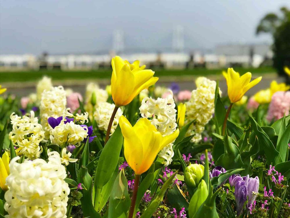 【公式】ガーデンネックレス横浜さんの山下公園への投稿