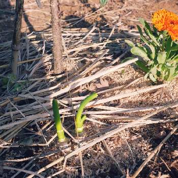 長ネギの投稿画像一覧 Greensnap グリーンスナップ