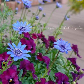 フェリシア 花 育て方