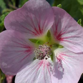 花言葉 今日かぎり 優しい感受性の投稿画像一覧 Greensnap グリーンスナップ