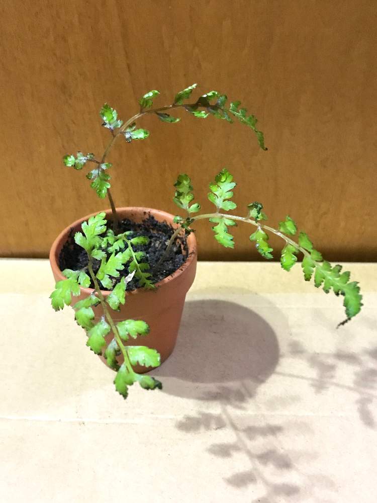 トキワシノブ の成長記録 Greensnap グリーンスナップ