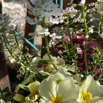 かわいいプリムラの画像 by NANAさん | 小さな庭とおうち園芸と植中毒と今日の一枚とかわいいプリムラと花のある暮らしとチーム福岡