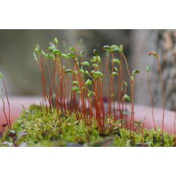 苔の花の投稿画像一覧 Greensnap グリーンスナップ