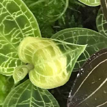 水槽栽培の投稿画像一覧 Greensnap グリーンスナップ