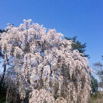 花吹雪 の投稿画像一覧 Greensnap グリーンスナップ