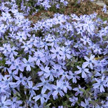 @青い花の画像 by Kevinさん | お出かけ先とシバザクラと素敵❗と癒しと青い花とおうち園芸とお花大好き✨と美しく青きドヨウと可愛いと花のある暮らしとかわいいと南北アメリカ原産と@青い花