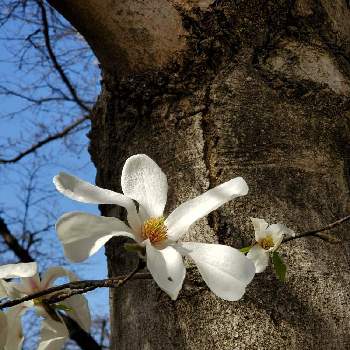 井の頭公園の投稿画像一覧 Greensnap グリーンスナップ