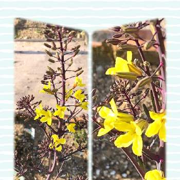 葉牡丹ブラックリーフの画像 by まつりかさん | 小さな庭と葉牡丹ブラックリーフと黄色い花とおうち園芸とダークカラーが好き