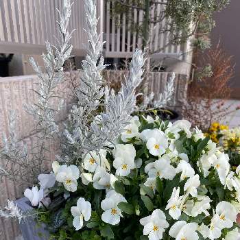 シンバラリア スノーホワイトの投稿画像一覧 Greensnap グリーンスナップ