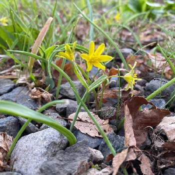 きばなのあまな 黄花の甘菜の投稿画像一覧 Greensnap グリーンスナップ