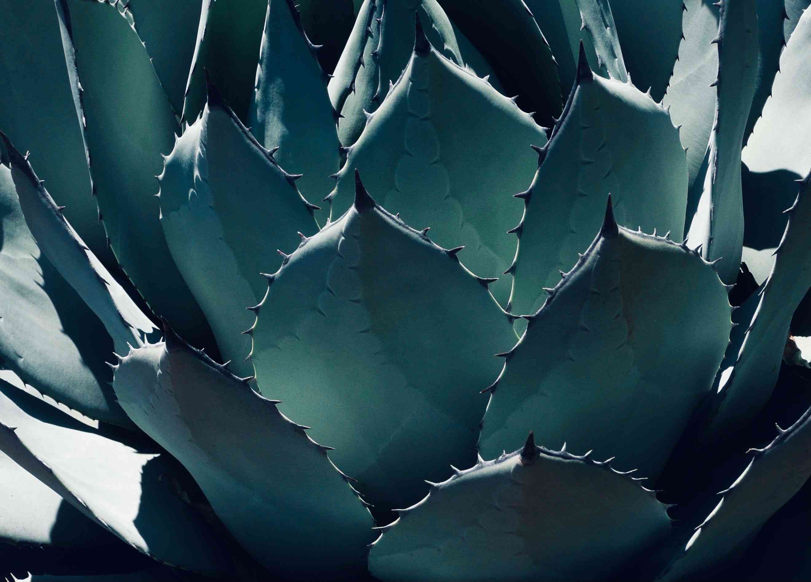 アガベ・パリー・トランカータ実生記録①(Agave parryi var. truncata